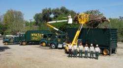 Tree Service in Upland CA